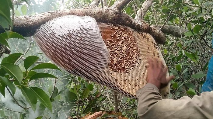 সুন্দরবনের বুনো মৌমাছির মধু (প্রাকৃতিক চাকের মধু )