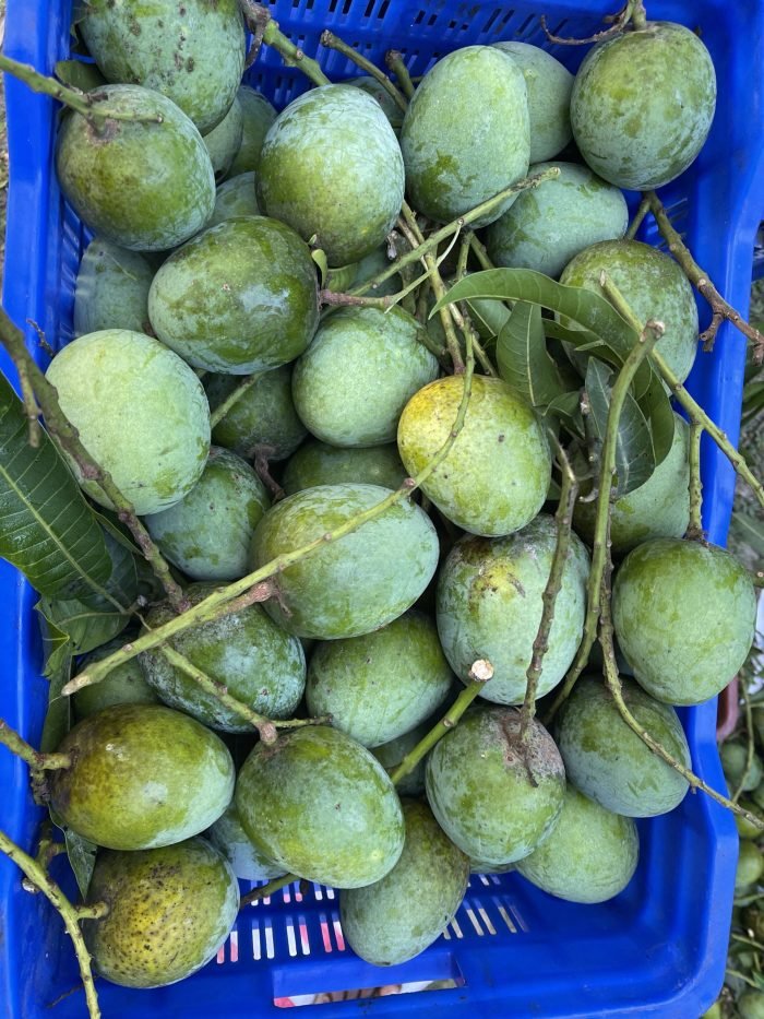 সাতক্ষীরার হিমসাগর আম।Himsagor