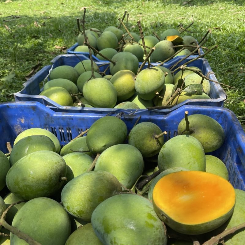 Rangpur Harivang (হাড়িভাঙ্গা আম)