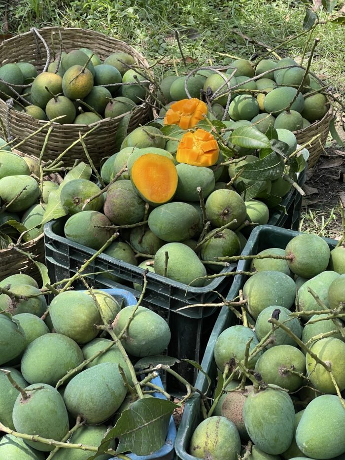 রাজশাহী হিমসাগর / খিরসাপাত Himsagor