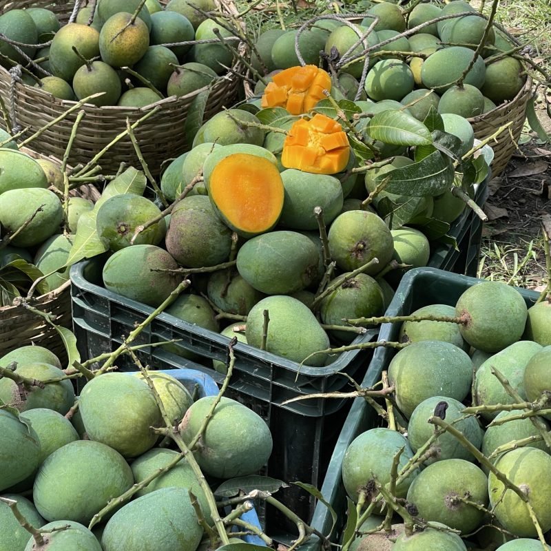 রাজশাহী হিমসাগর / খিরসাপাত Himsagor