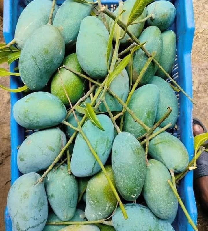 সুমিষ্ঠ আম্রপালি আম Amrupali