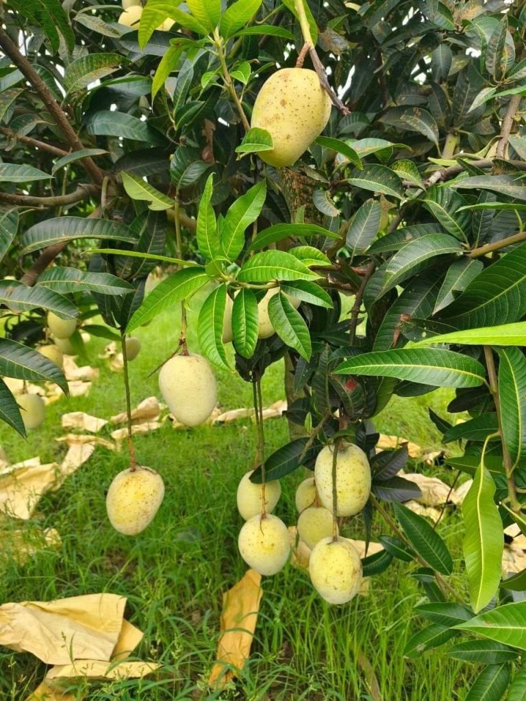 489762479_2778061322398636_7329416534021092660_n