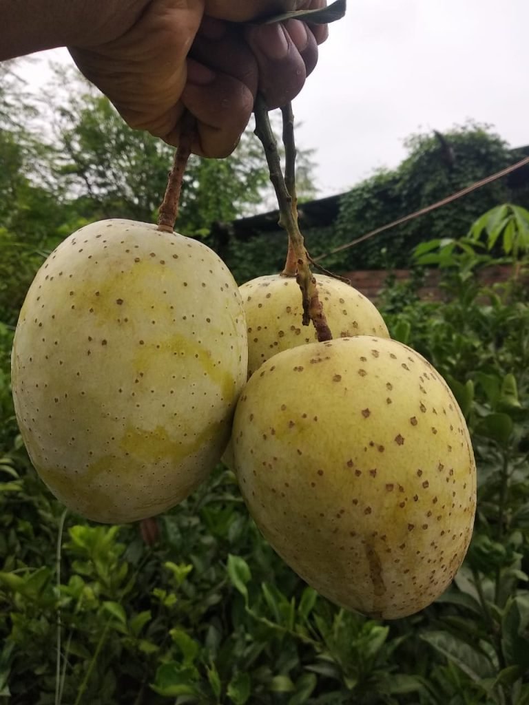 502526181_9981986881895219_5311536070660073786_n