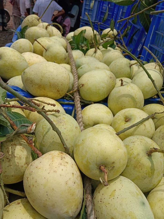 গৌড়মতি আম Gourmoti Am